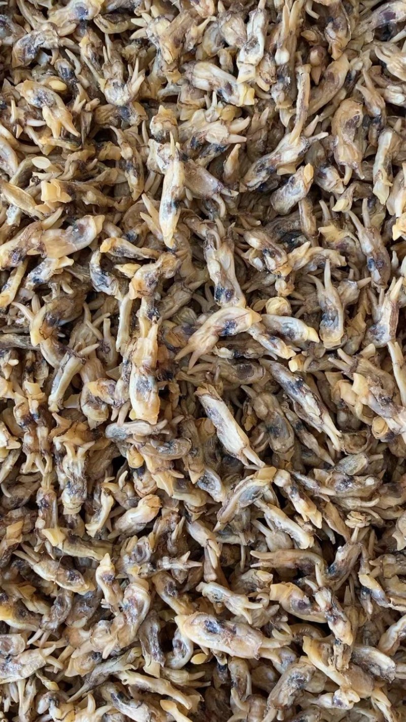 海蛏干蛏干蛏子青马青子竹蛏缢蛏
