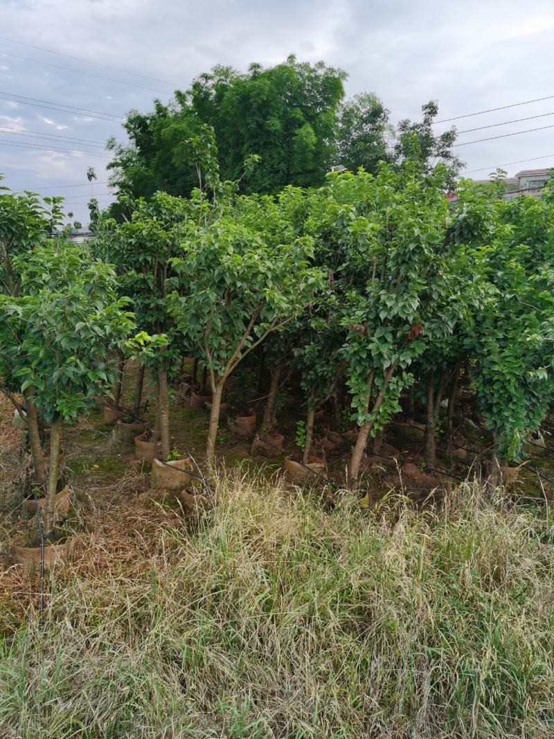 樱桃树4-7分克看货