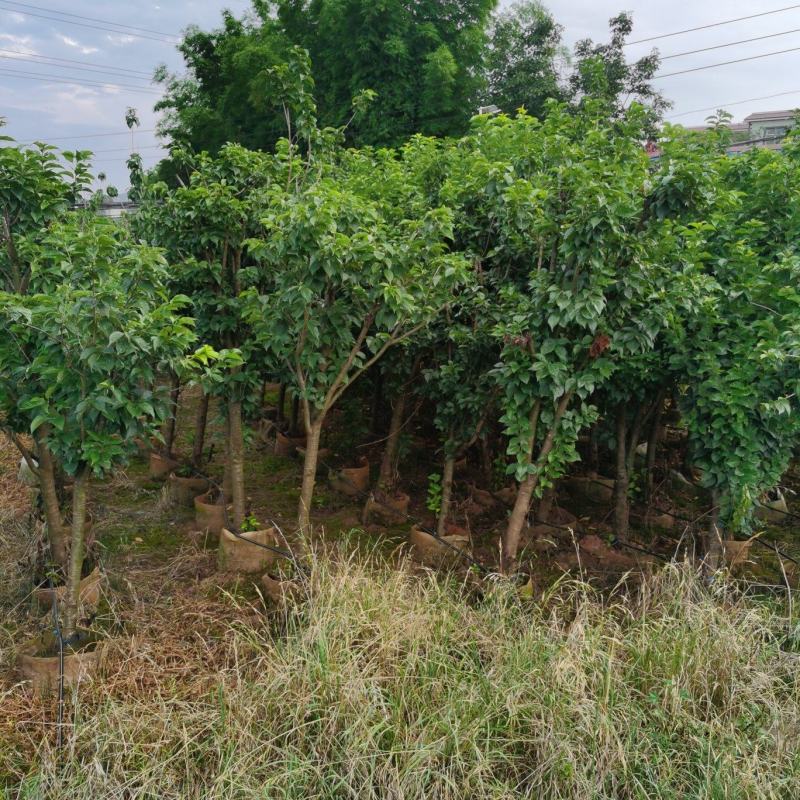 樱桃树4-7分克看货