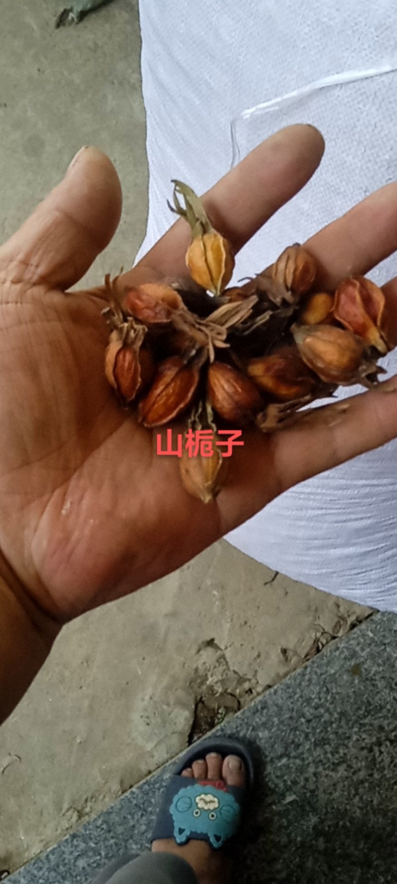 栀子山栀子批发零售干度好无霉变产地发货