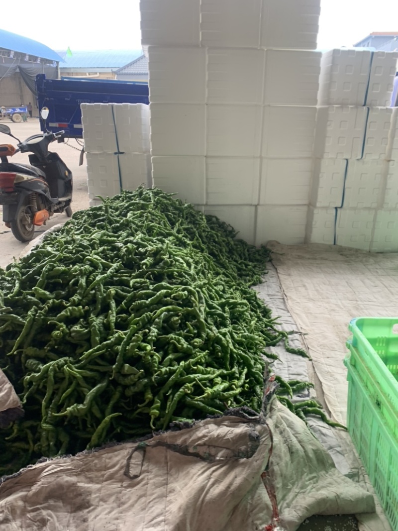甘肃定西螺丝椒大量上市、辣椒质量保证、辣椒产地直销