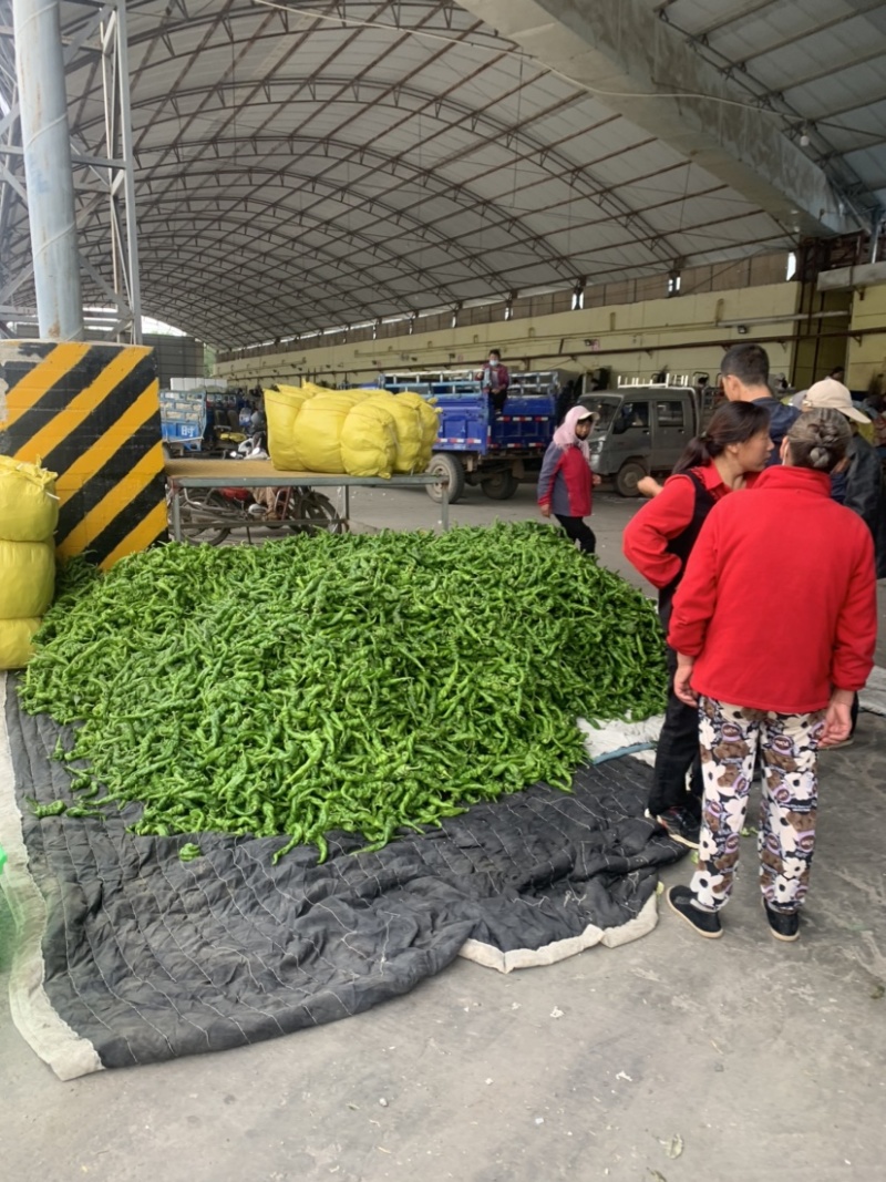甘肃定西螺丝椒大量上市、辣椒质量保证、辣椒产地直销