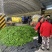 甘肃定西螺丝椒大量上市、辣椒质量保证、辣椒产地直销