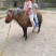 纯进口设特兰矮马带证书芯片温顺听话大人小孩都可骑