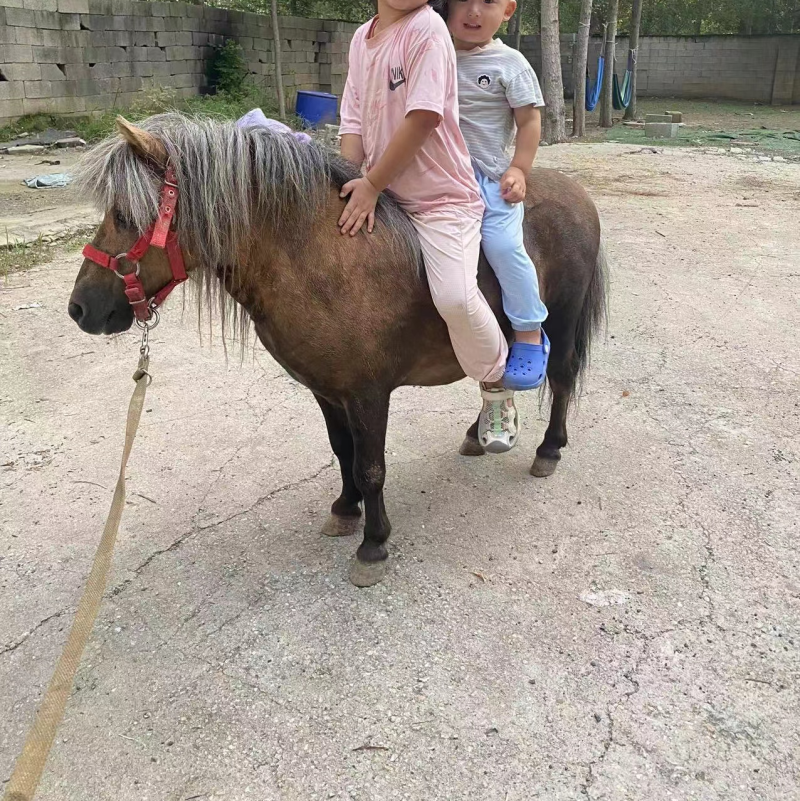 纯进口设特兰矮马带证书芯片温顺听话大人小孩都可骑