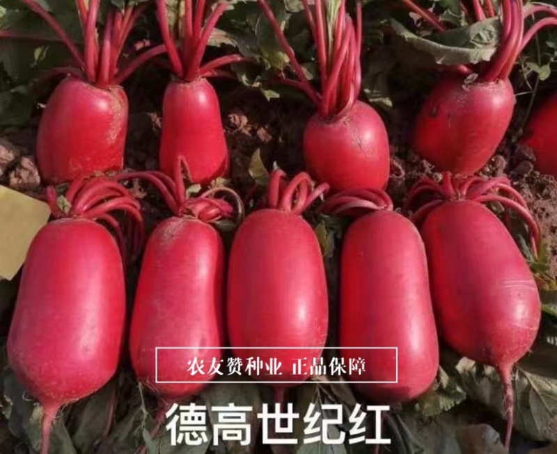 德高世纪红萝卜种子满身红类型萝卜一代杂交品种表皮红亮