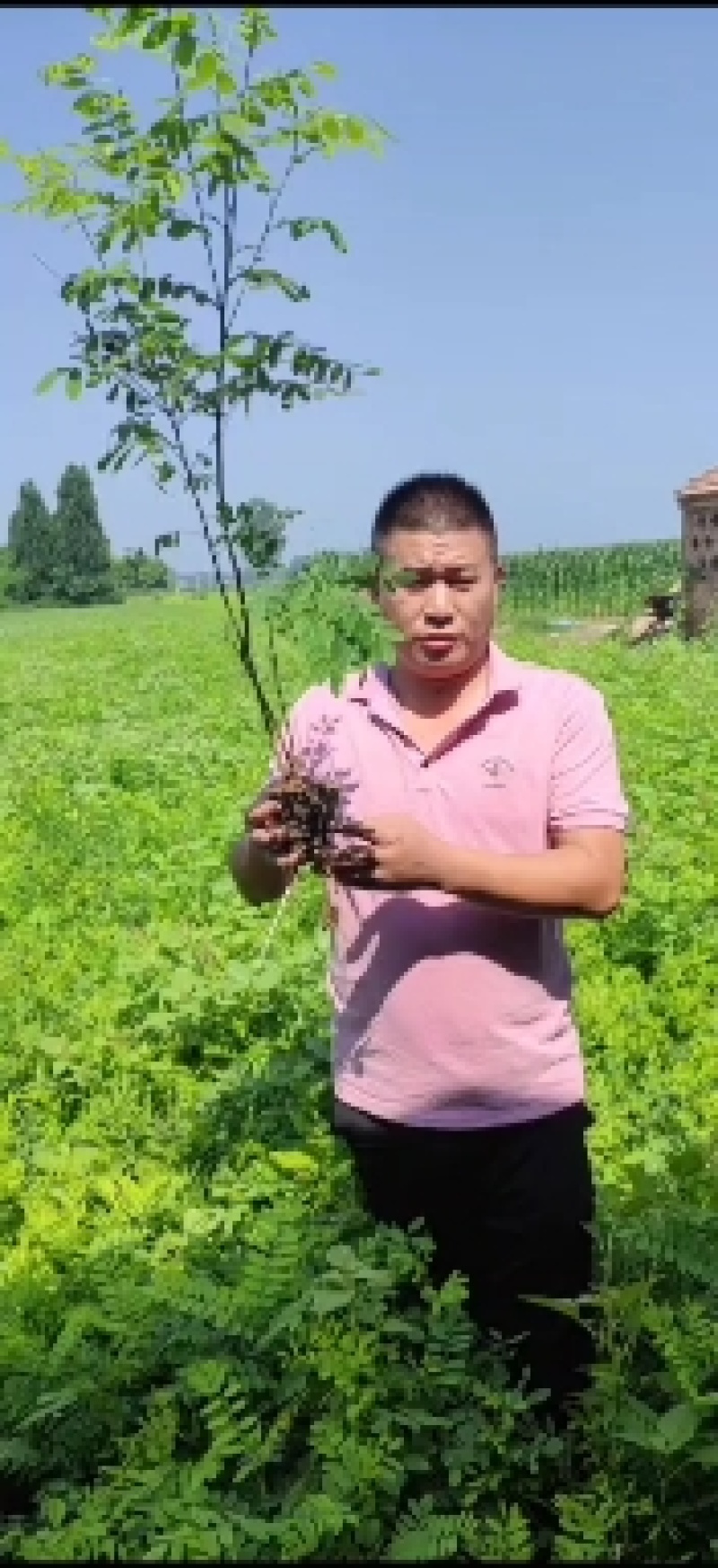 【优】精品紫穗槐质量有保证，长势旺盛，品种纯正，成活率高