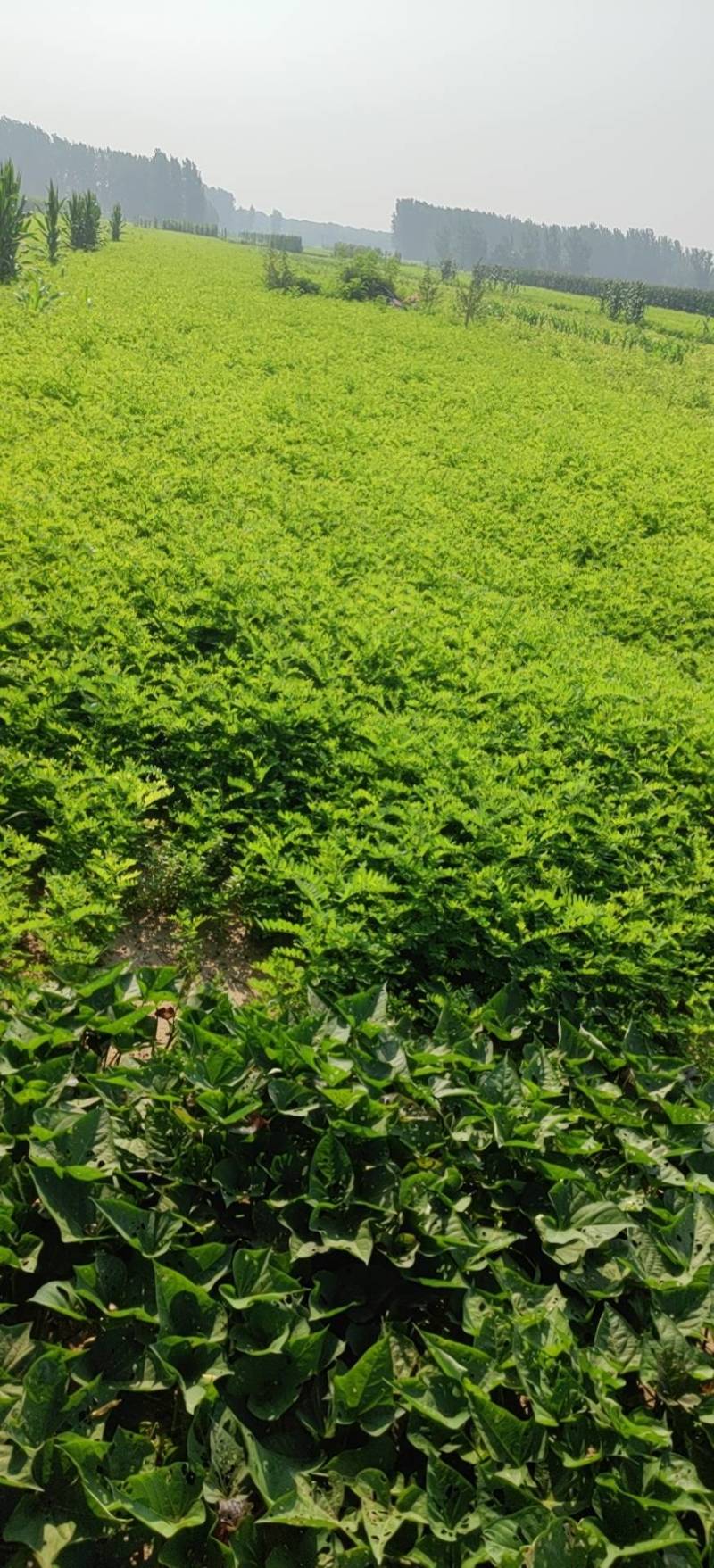 【优】精品紫穗槐质量有保证，长势旺盛，品种纯正，成活率高