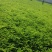 【优】精品紫穗槐质量有保证，长势旺盛，品种纯正，成活率高