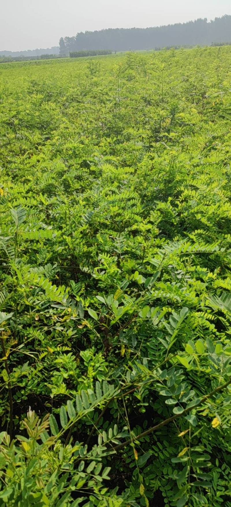 【优】精品紫穗槐质量有保证，长势旺盛，品种纯正，成活率高