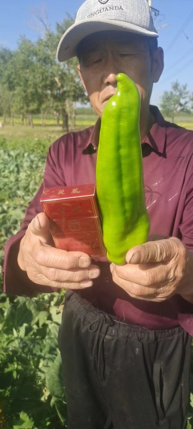 商都县鲜辣椒大量上市中