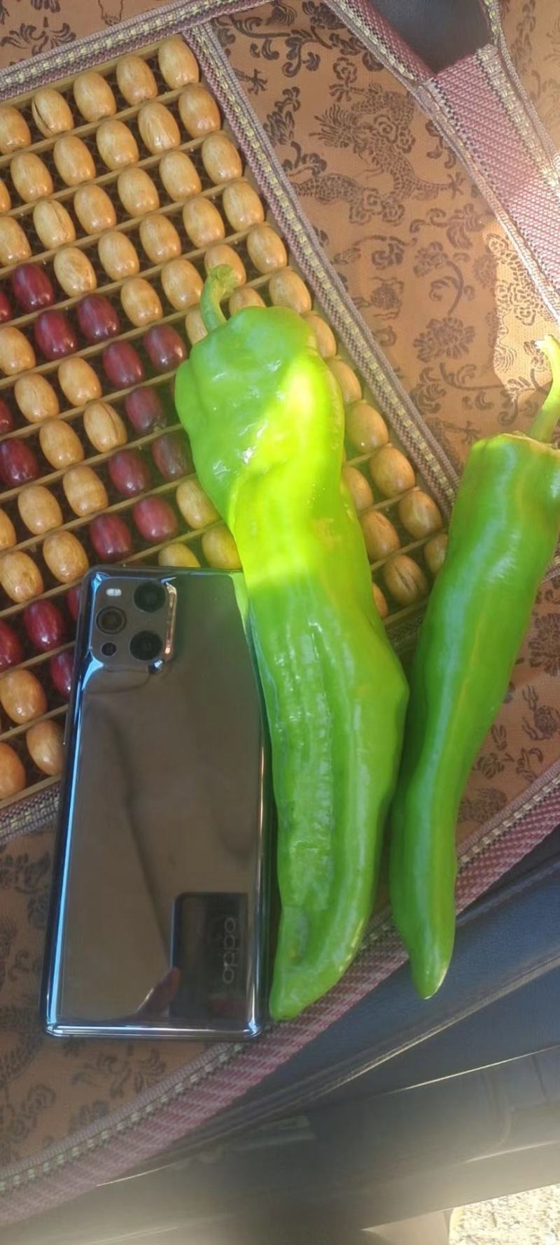 商都县鲜辣椒大量上市中
