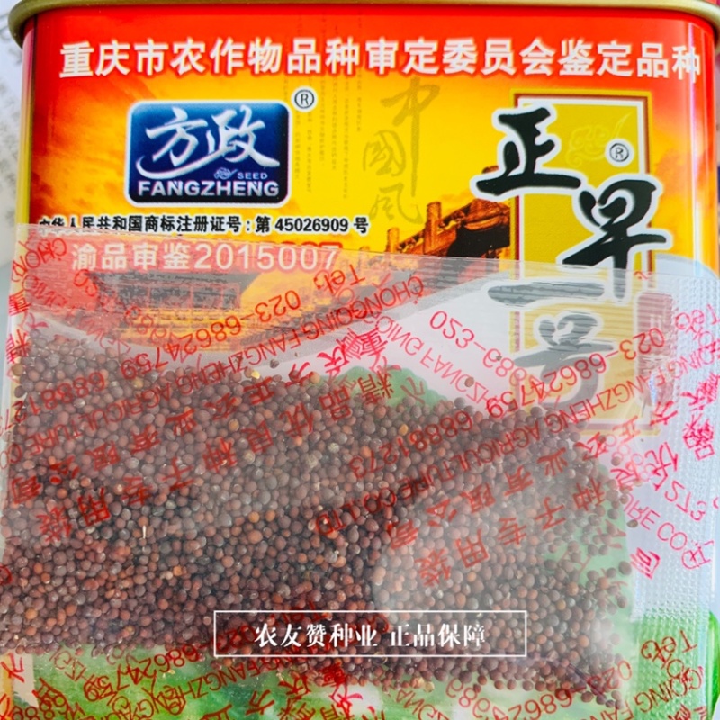 重庆市审定儿菜正早一号早熟儿菜种子提早上市基地用种芥菜种
