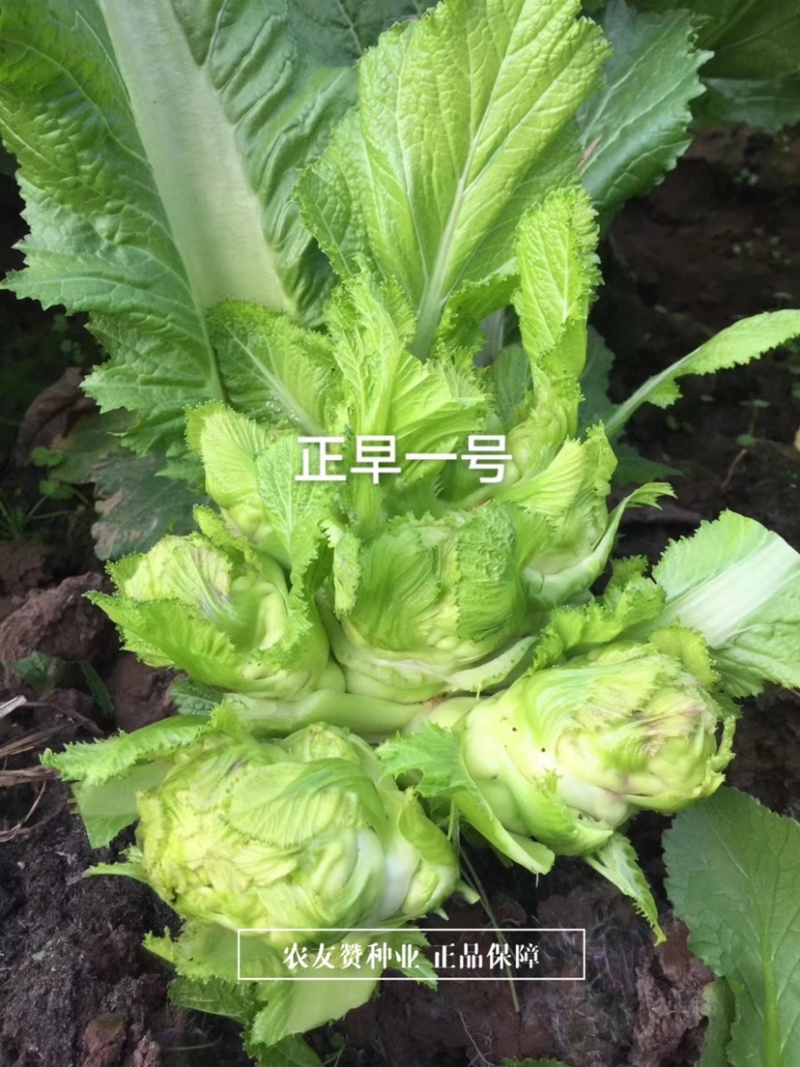 重庆市审定儿菜正早一号早熟儿菜种子提早上市基地用种芥菜种