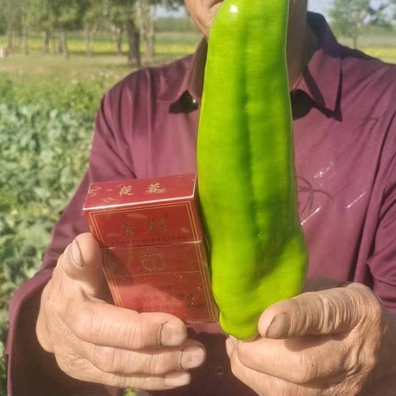 商都县鲜辣椒大量上市中