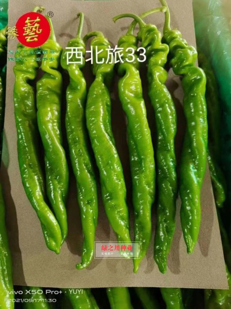 豫艺西北旅33螺丝椒种子结果多基地专用陇椒种子早熟特高产