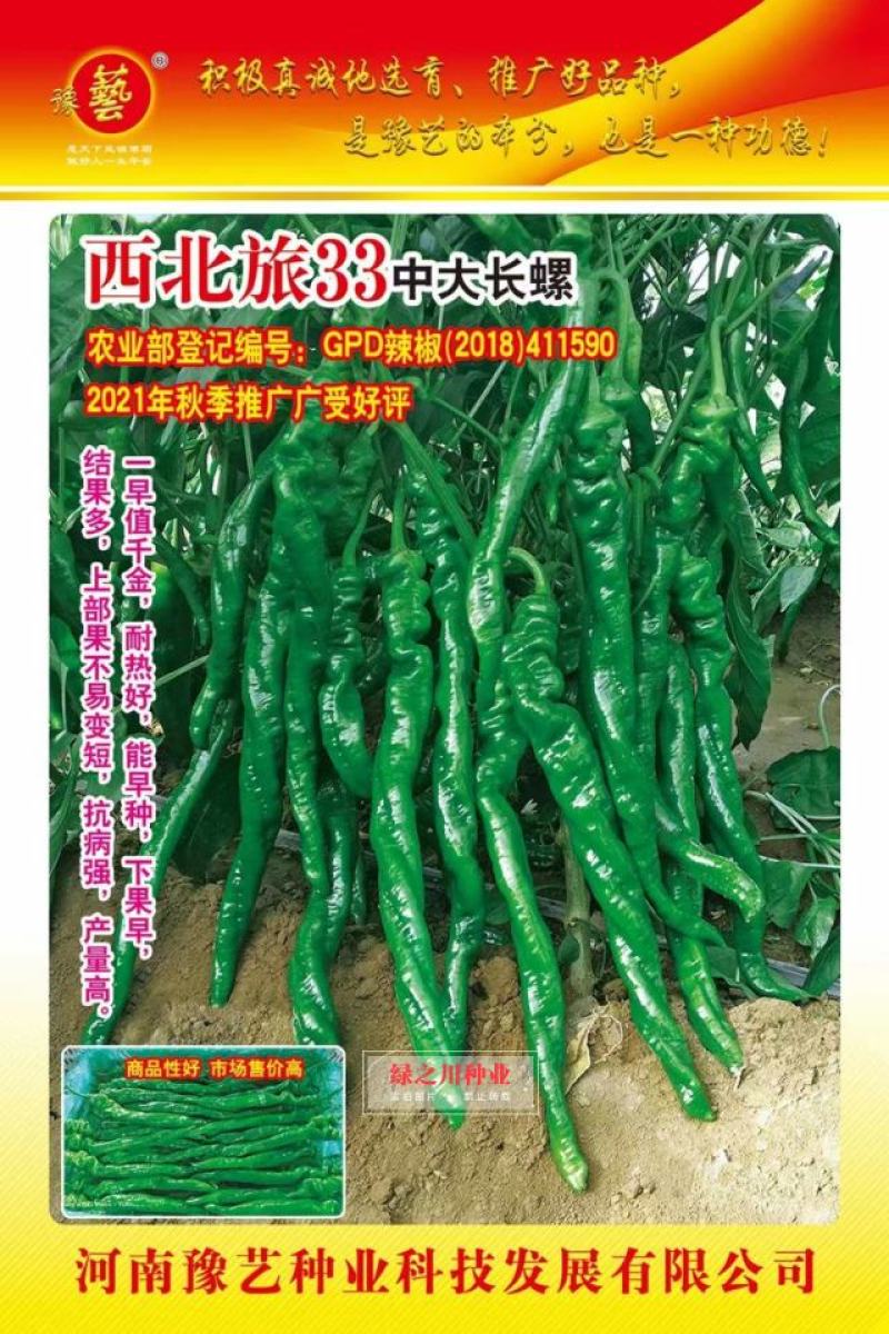 豫艺西北旅33螺丝椒种子结果多基地专用陇椒种子早熟特高产