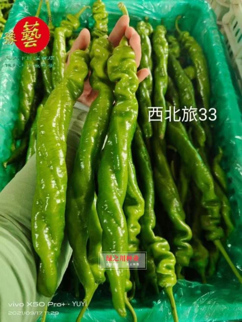 豫艺西北旅33螺丝椒种子结果多基地专用陇椒种子早熟特高产