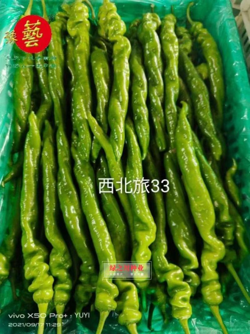 豫艺西北旅33螺丝椒种子结果多基地专用陇椒种子早熟特高产