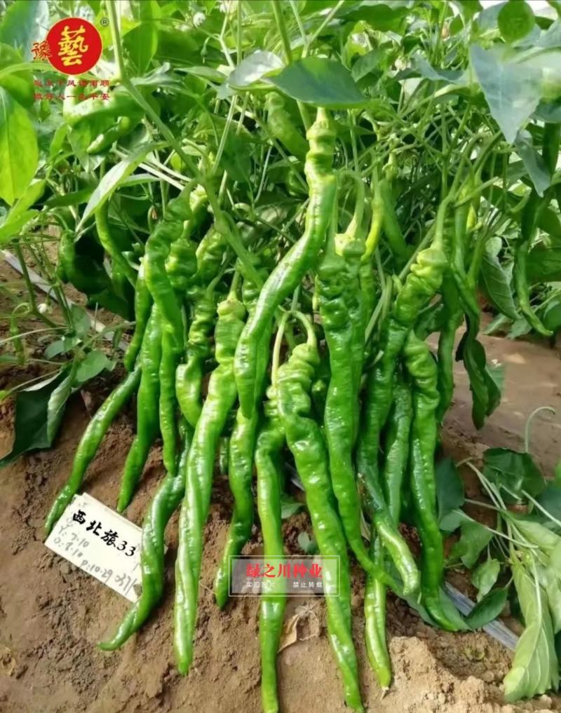 豫艺西北旅33螺丝椒种子结果多基地专用陇椒种子早熟特高产