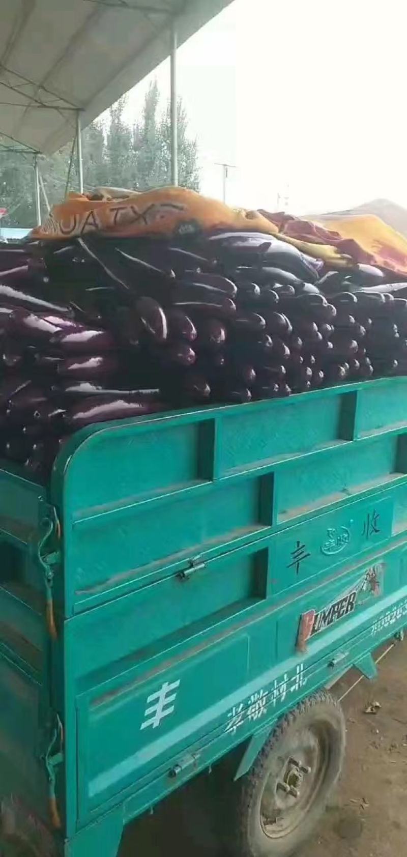 精品紫棒上市，，代发全国，欢迎全国客商前来采购。