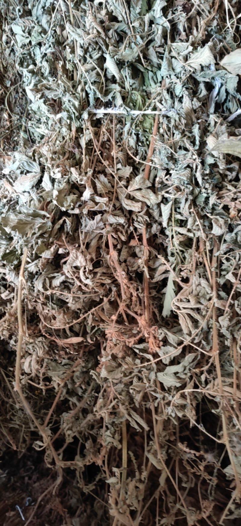 仙鹤草