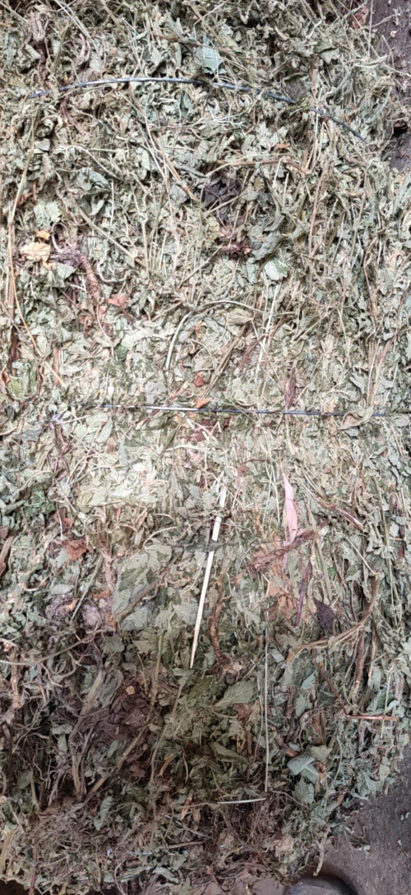 仙鹤草