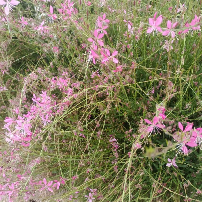 山桃草(千寻花)基地批发，大小规格齐全，欢迎联系