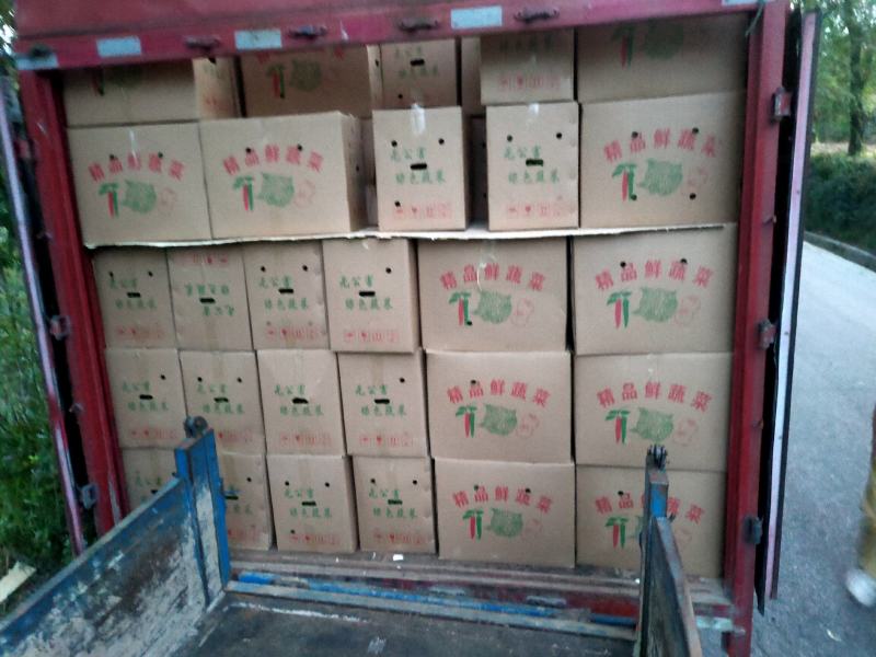 鲜辣椒线椒青辣椒陇上江南辣椒种植基地诚实守信物美价廉