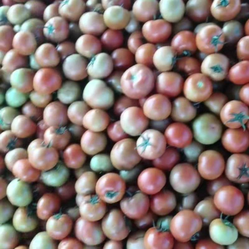 内蒙古番茄之乡,大红硬果,串果,精品,小豆,大量上市