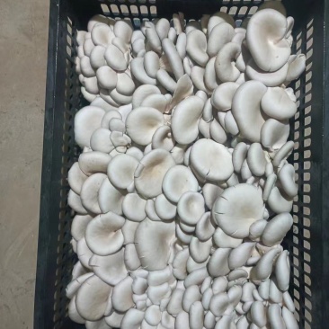 山东省临沂市大量供应鲜平菇