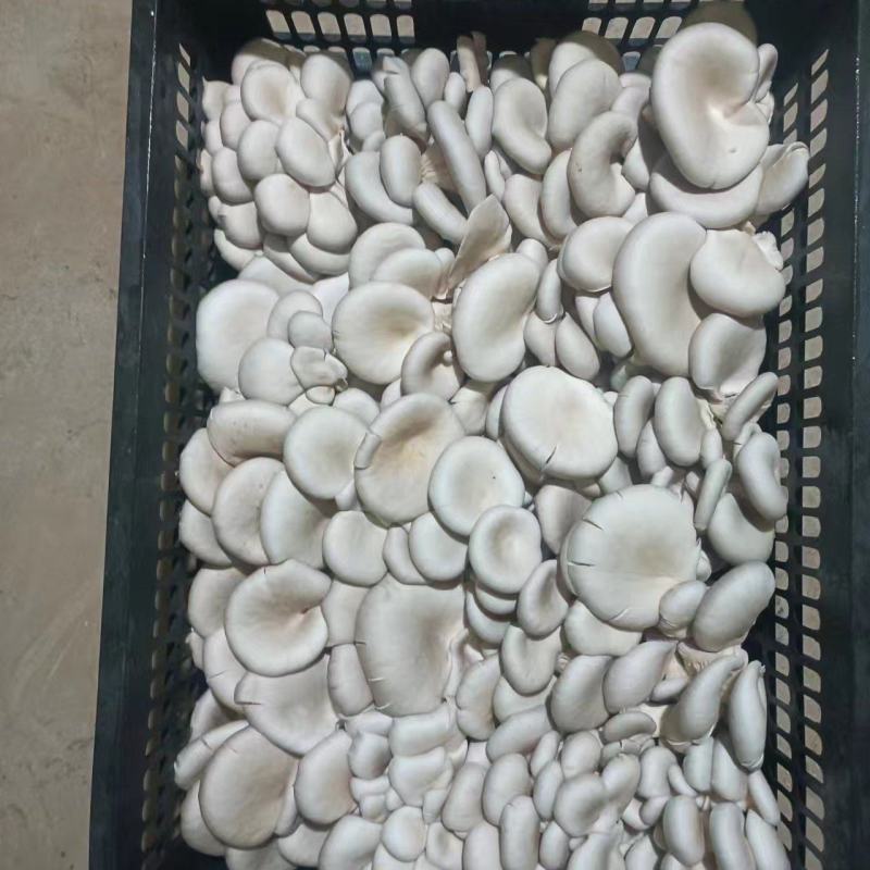 山东省临沂市大量供应鲜平菇
