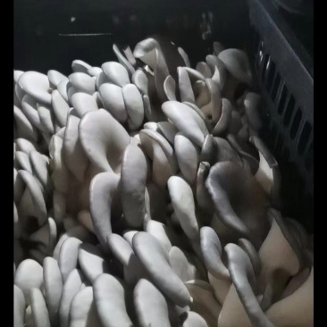 早秋平菇大量供应中，临沂市郯城县