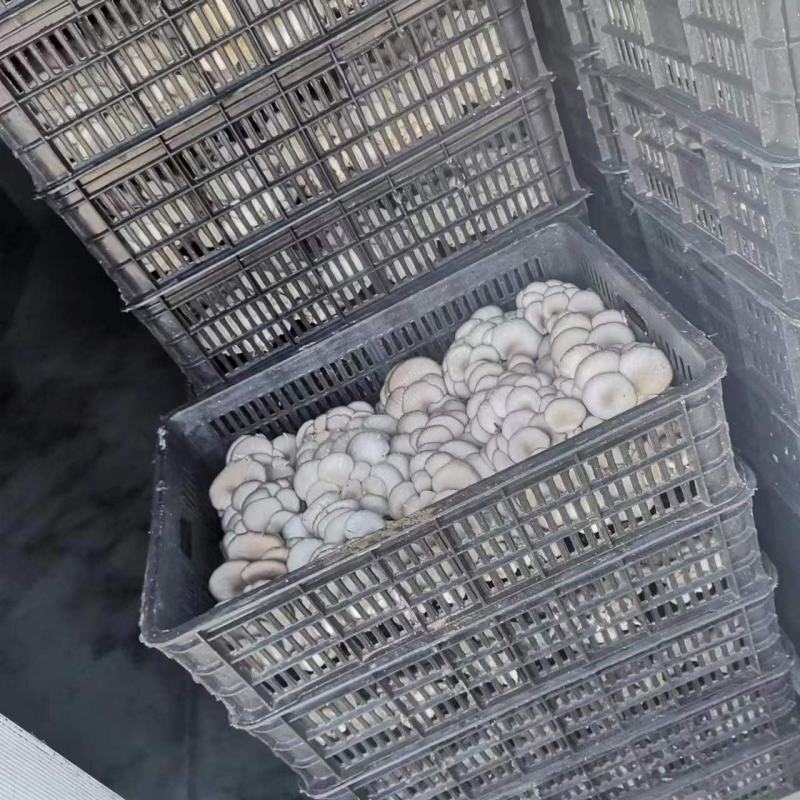 早秋平菇大量供应中，临沂市郯城县
