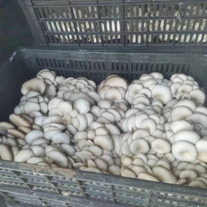 早秋平菇大量供应中，临沂市郯城县