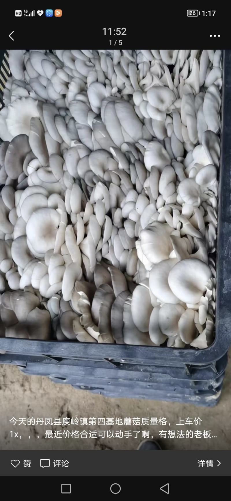 早秋平菇大量供应中，临沂市郯城县