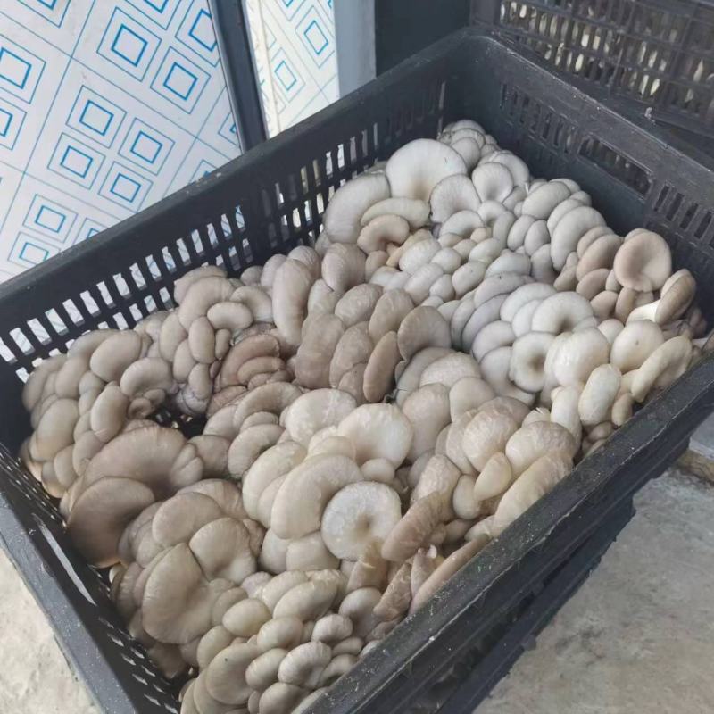 早秋平菇大量供应中，临沂市郯城县