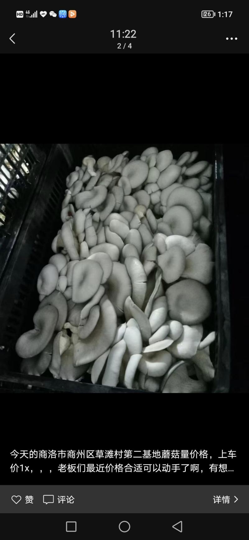 早秋平菇大量供应中，临沂市郯城县