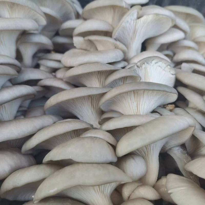 早秋平菇大量供应中，临沂市郯城县