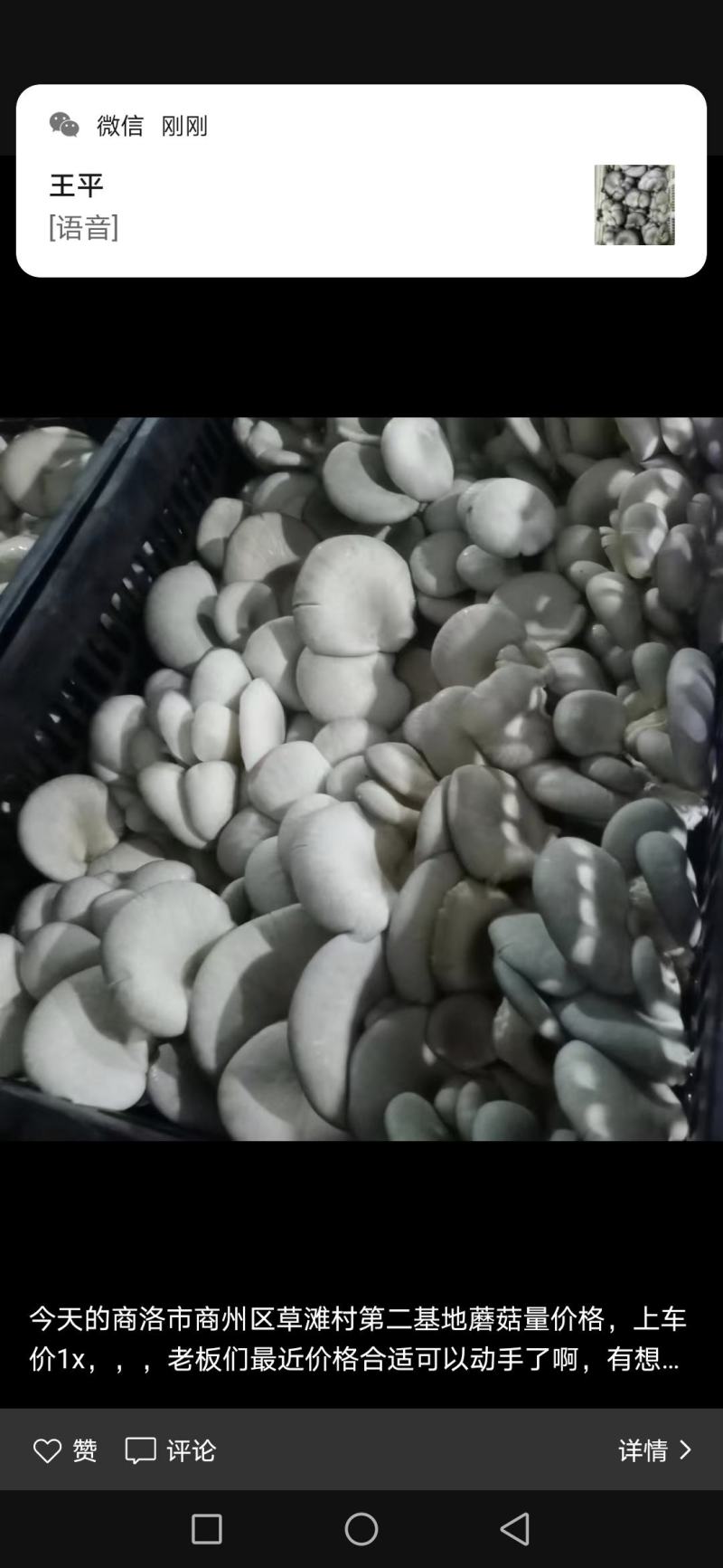 早秋平菇大量供应中，临沂市郯城县