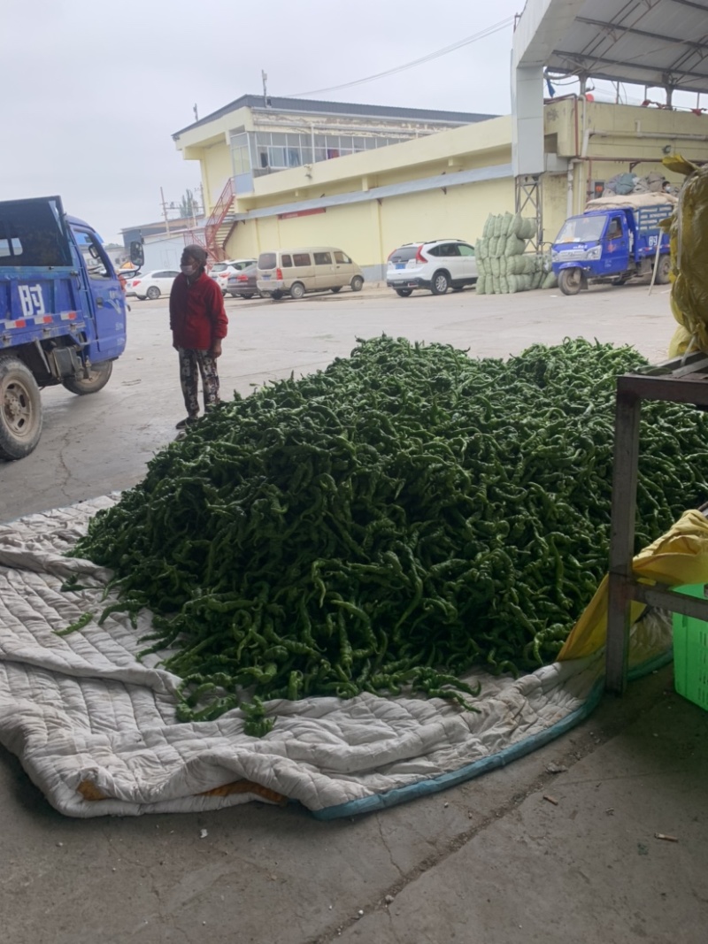 【牛商推荐】定西螺丝椒大量上市.定西辣椒质量好、辣椒批发