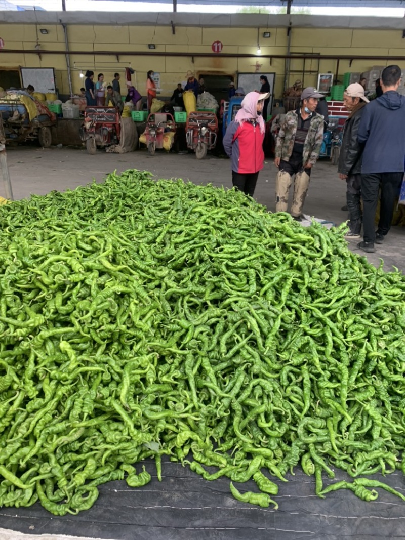 【牛商推荐】定西螺丝椒大量上市.定西辣椒质量好、辣椒批发