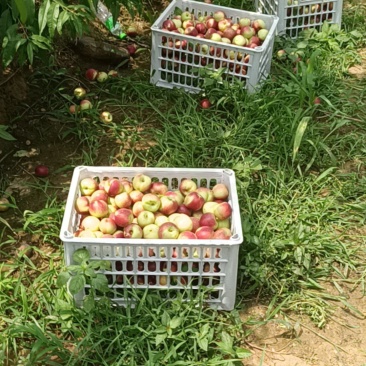 河南济源油桃