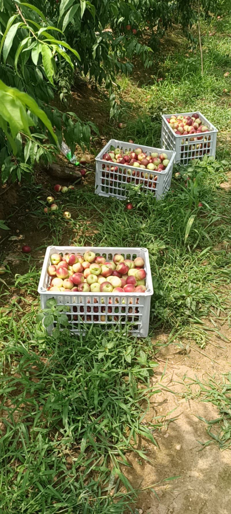 河南济源油桃