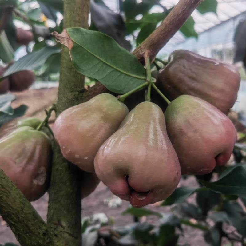 紫昙蜜莲雾（黑糖芭比），一件代发，个大，脆甜，无渣。