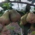 紫昙蜜莲雾（黑糖芭比），一件代发，个大，脆甜，无渣。