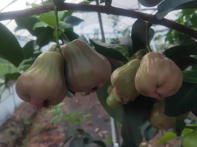 紫昙蜜莲雾（黑糖芭比），一件代发，个大，脆甜，无渣。