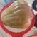 紫昙蜜莲雾（黑糖芭比），一件代发，个大，脆甜，无渣。