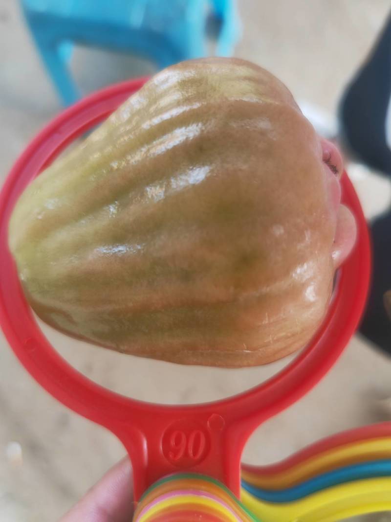 紫昙蜜莲雾（黑糖芭比），一件代发，个大，脆甜，无渣。