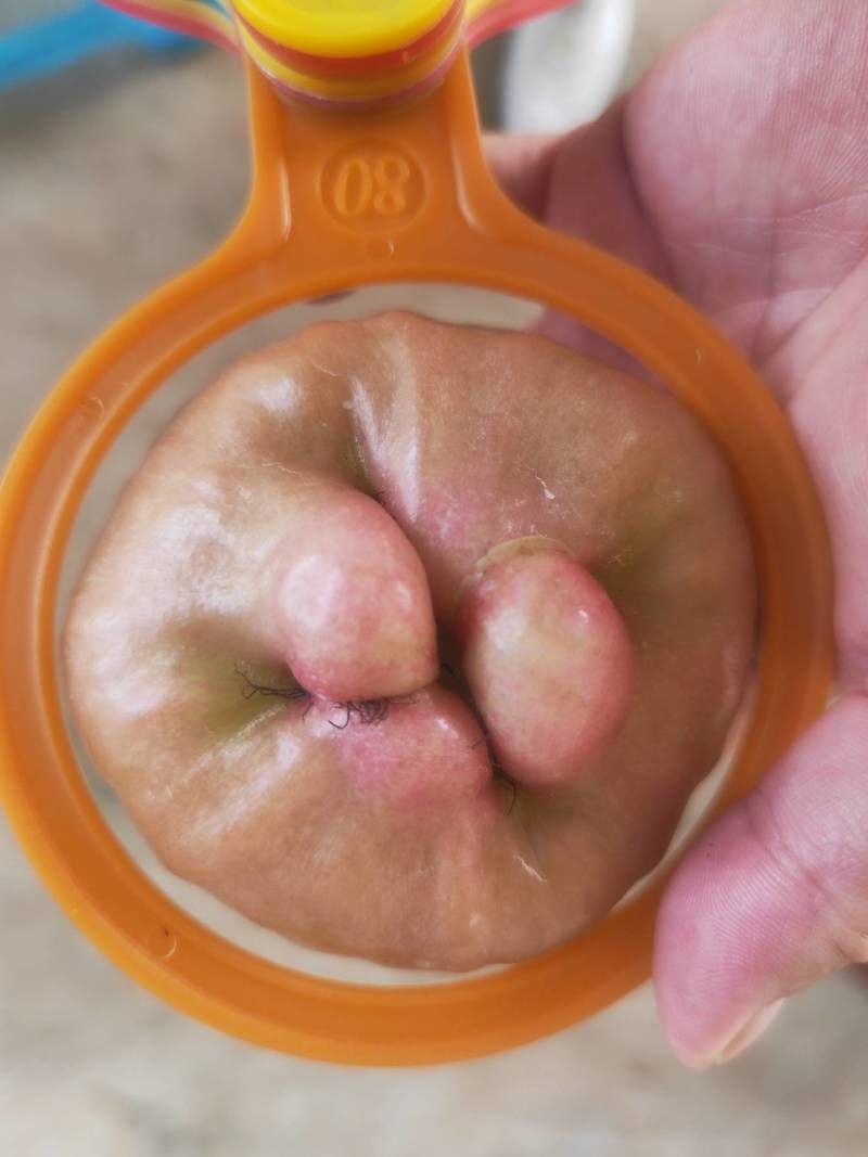 紫昙蜜莲雾（黑糖芭比），一件代发，个大，脆甜，无渣。